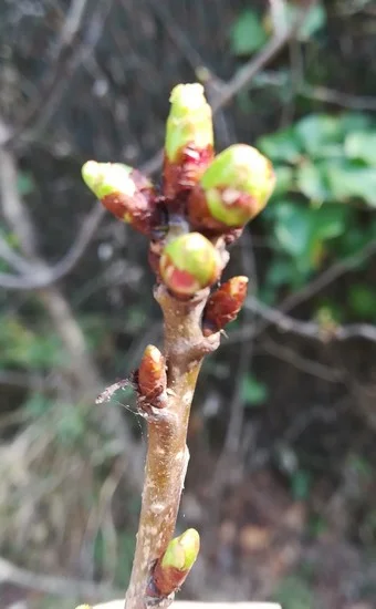 "Bourgeons de merisier sauvage"