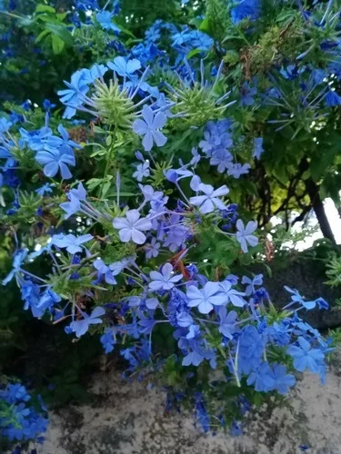 "Fleurs de Plumbago, utilisées en élixir de Bach cerato"
