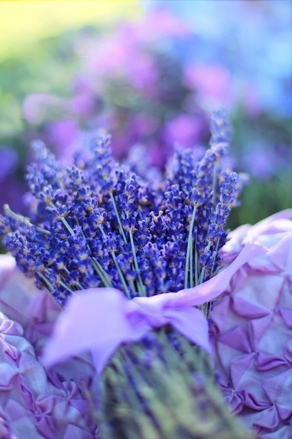 Les plantes au service de la santé naturelle