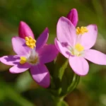 Centaury fleur de Bach