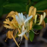 Honeysuckle fleur de Bach
