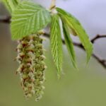 Hornbeam fleur de Bach