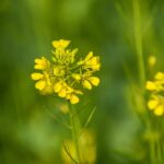 Mustard fleur de Bach
