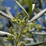 Olive fleur de Bach