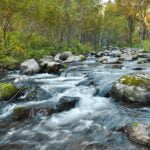 Rock Water fleur de Bach