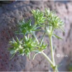 Scleranthus fleur de Bach