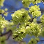 Elm fleur de Bach