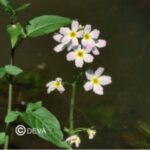 Water Violet fleur de Bach