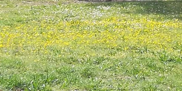 Le printemps, saison idéale pour une cure détox